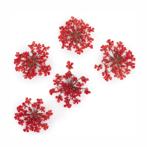 Svetlo rdeče suho cvetje