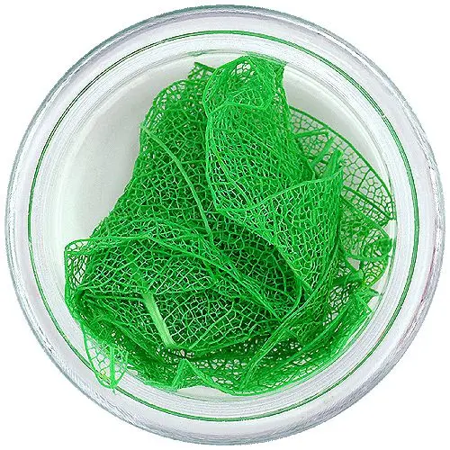 Temno zeleno suho listje